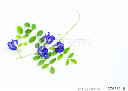 Butterfly pea flower with leaves on white 57478246