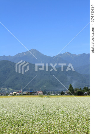 Azumino用開花的蕎麥 57478454