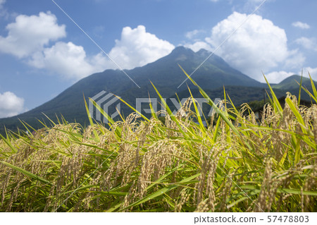 Rice field 57478803