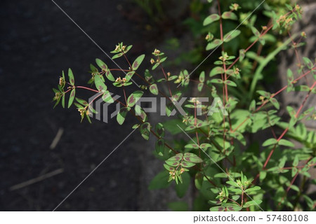 Freshwater fish 57480108