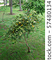 Low Lemon Tree Fully Hanged with Yellow Lemon Fruits 57480134