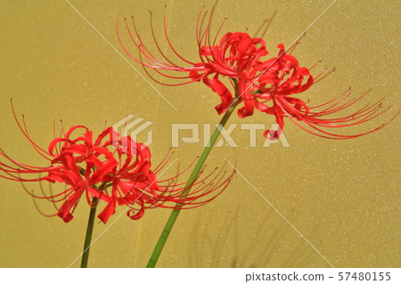 Cluster amaryllis Cluster amaryllis 57480155