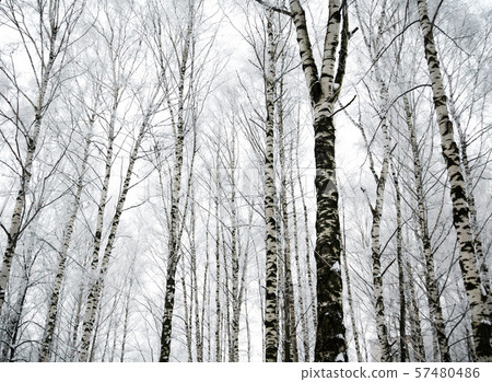Winter birch trees Winter birch trees 57480486