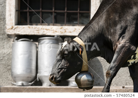 Black dairy cow with milk cans and cowbell 57480524