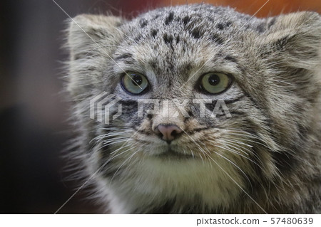 帕拉斯貓 57480639