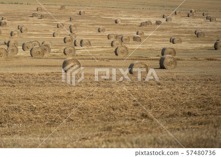 haystack ont the farmfield after harvest 57480736