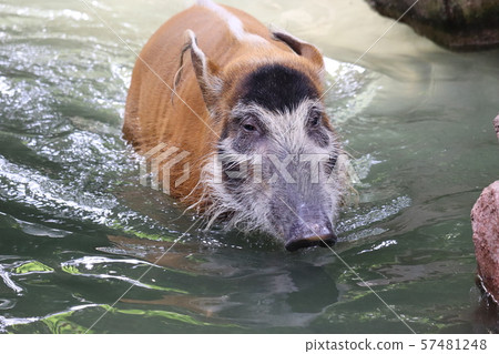 Red-tailed Wild Boar Red-tailed Wild Boar 57481248