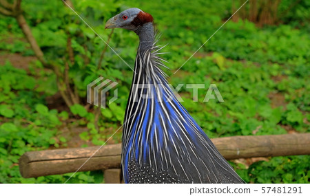 Wild Eastern turkey head shot close up 57481291