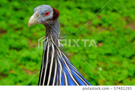 Wild Eastern turkey head shot close up 57481293
