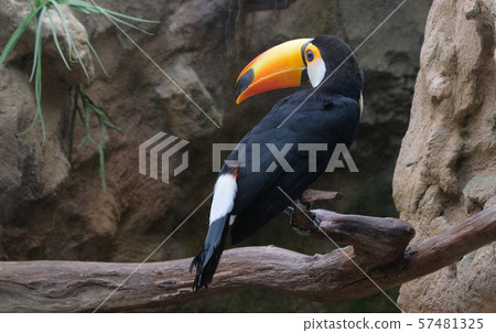 Closup of a Toucan on a branch Closup of a Toucan on a branch 57481325