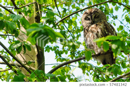 Great Grey Owl Strix nebulosa on tree at forest Great Grey Owl Strix nebulosa on tree at forest 57481342