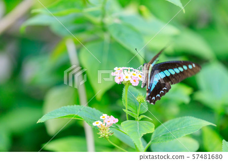 Blue-tailed swallowtail (Yoha Aojo), Tama Zoo Park Insect Garden 57481680