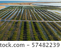 Oyster growing near Lagos, Algarve, Portugal aerial drone view 57482239