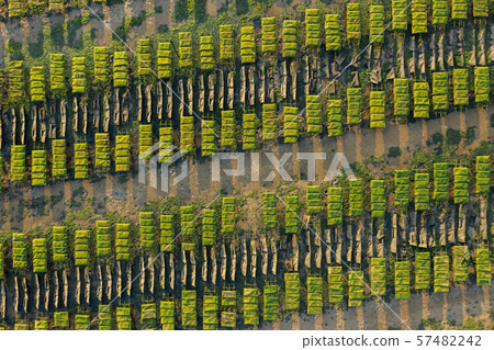 Oysters farm rows near Lagos, Algarve, Portugal aerial drone view 57482242