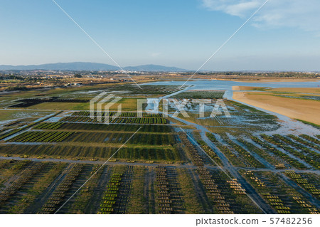 Oysters farm rows near Lagos, Algarve, Portugal aerial drone view Oysters farm rows near Lagos, Algarve, Portugal aerial drone view 57482256
