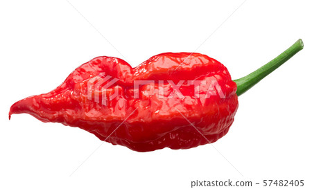 Bhut Jolokia ghost pepper c. chinense, paths Bhut Jolokia ghost pepper c. chinense, paths 57482405