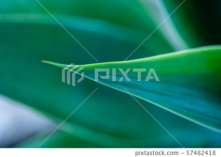 Abstract plant background 57482418
