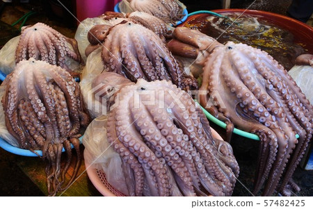 octopus  57482425