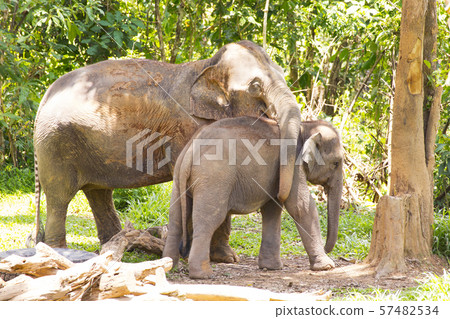 Parent and child of Asian elephant 57482534