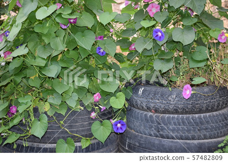Car tires recycled and turned into a pot with pink and purple climbing flowers, forming a wal 57482809