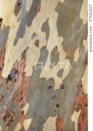 Unusual brown, gray, green, yellow and white Unusual brown, gray, green, yellow and white 57482827