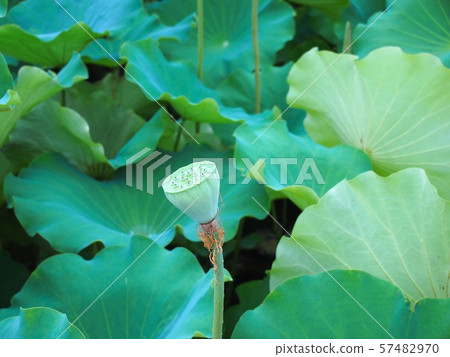 Lotus leaves and groom Lotus leaves and groom 57482970