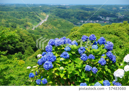 Nomikin Park(千葉縣船南市)的繡球花 Nomikin Park(千葉縣船南市)的繡球花 57483080