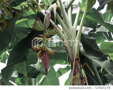 Beautiful orchid with soft smell on tree in garden 57483179