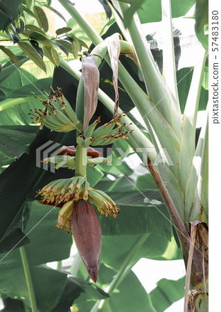 Beautiful orchid with soft smell on tree in garden Beautiful orchid with soft smell on tree in garden 57483180