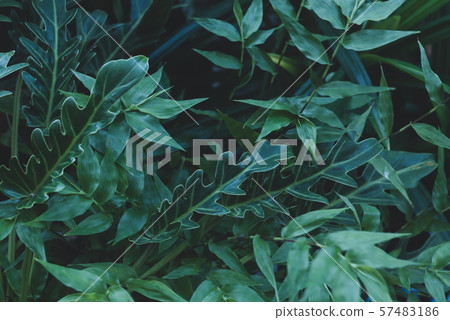 Beautiful orchid with soft smell on tree in garden 57483186