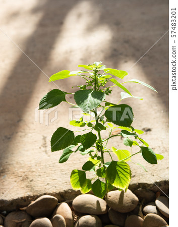 Beautiful orchid with soft smell on tree in garden 57483201