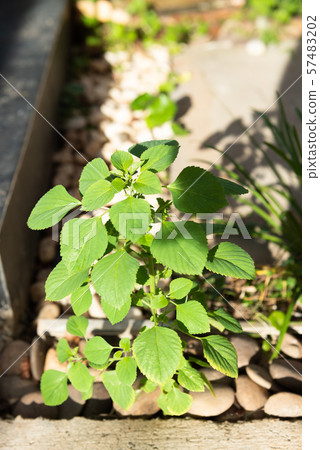 Beautiful orchid with soft smell on tree in garden 57483202
