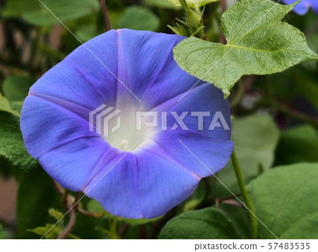 牽牛花花 57483535