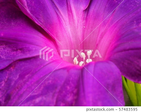 牽牛花花 57483595