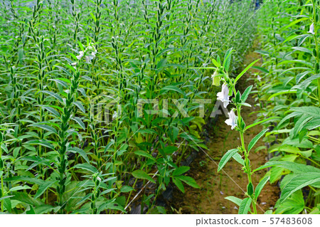 Sesame field landscape 57483608