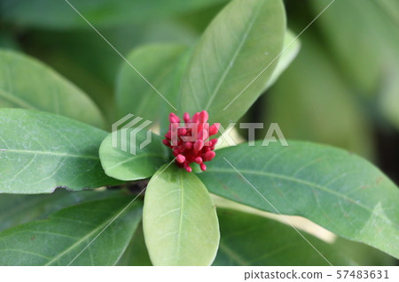 Santanka's bud 57483631