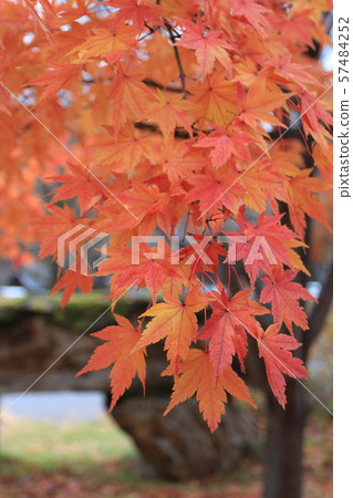 Autumn leaves 57484252