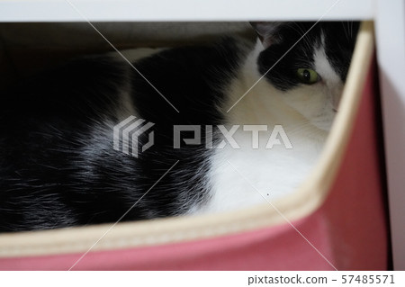 貓潛伏在一個盒子裡 57485571