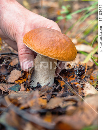 Human hand picks a white mushroom. Looking for mushrooms in the forest. Male hand pick a big cep 57485683
