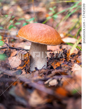 Looking for mushrooms in the forest. Pick up a big cep mushroom in a forest in autumn. Forest 57485699