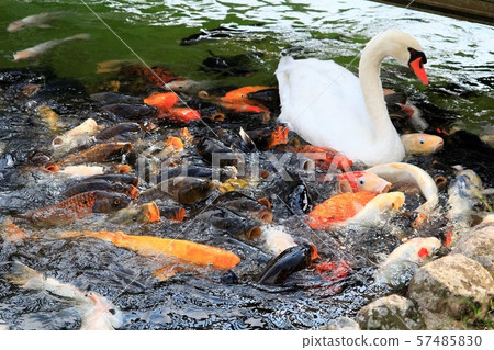A swan and a lot of cormorants 57485830