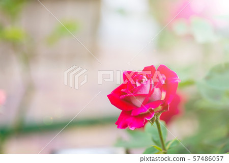 Close-up of beautiful red rose in garden. Post card on a holiday 57486057
