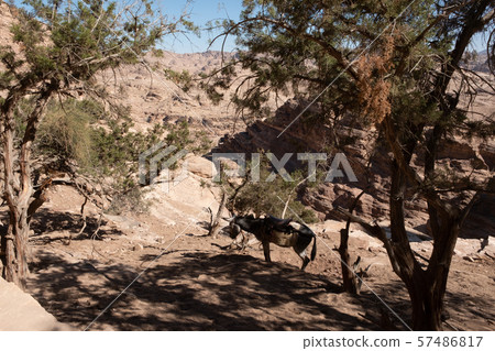 Petra, ancient city in Jordan Petra, ancient city in Jordan 57486817