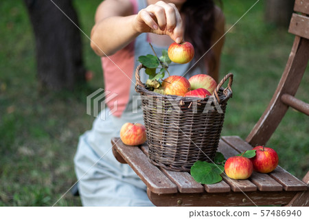 A basket with apples on a garden chair, outdoors A basket with apples on a garden chair, outdoors 57486940