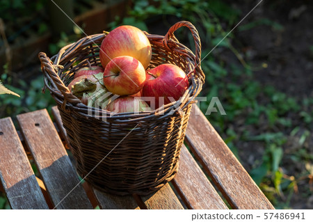 Fresh ripe apples in a basket, outdoors 57486941