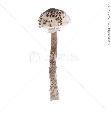 Forest wild mushroom Macrolepiota on white 57487038