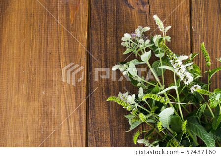Peppermint. Mint grass with flowers close up. Peppermint. Mint grass with flowers close up. 57487160