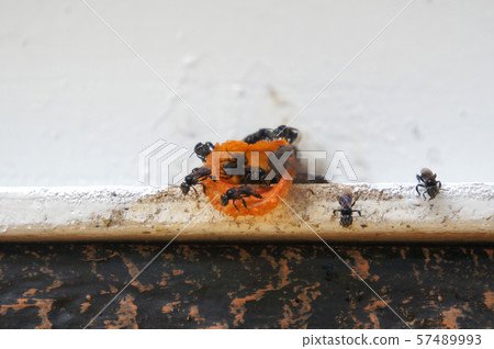 Nest entrance for sting less bee or local tongue call kelulut.  57489993