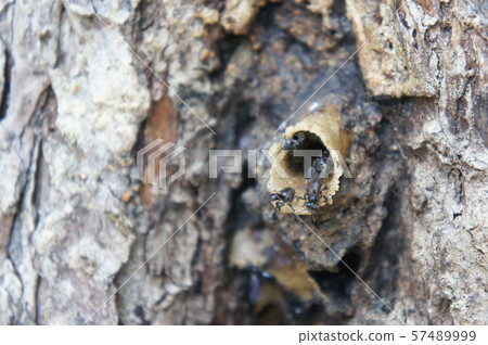 Nest entrance for sting less bee or local tongue call kelulut. Nest entrance for sting less bee or local tongue call kelulut. 57489999