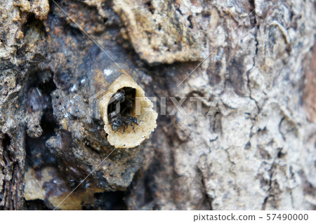 Nest entrance for sting less bee or local tongue call kelulut. Nest entrance for sting less bee or local tongue call kelulut. 57490000
